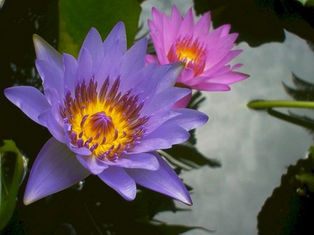 Lotus Flowers a symbol of Buddhism are favored flowers in Thailand