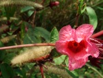 Roselle Flower