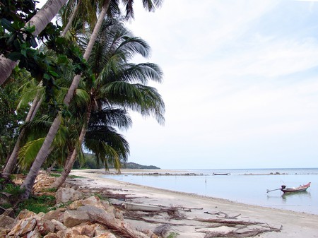 Palm Trees by the Shore 