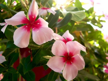 Flowers in Thailand