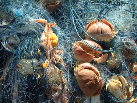 Small crabs in Thai Dishes