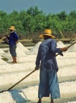 Drying salt in the sun